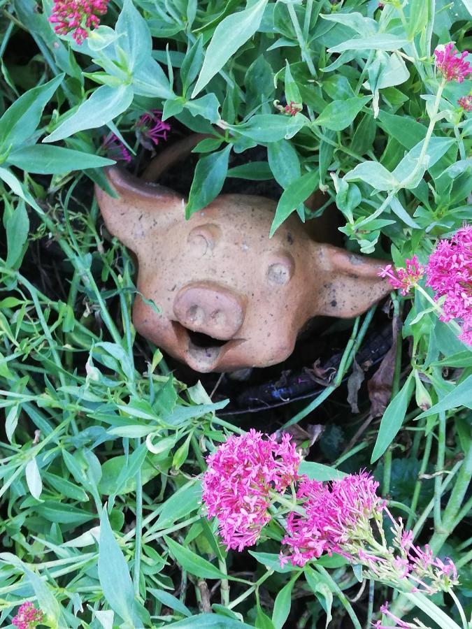 Au Cochon Qui Rit Apartment Flines-Les-Mortagne Exterior photo